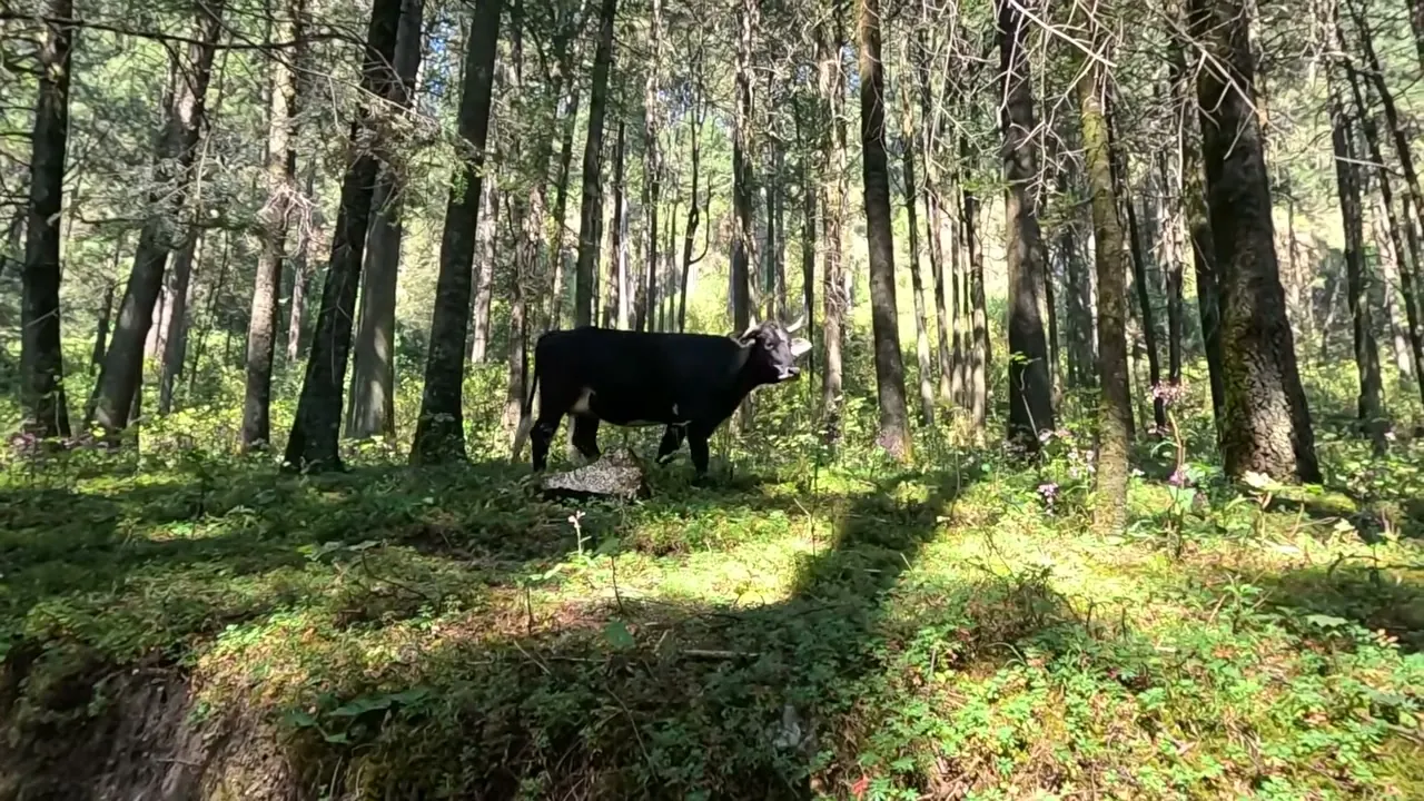 Vaca pastando en el bosque rumbo al valle