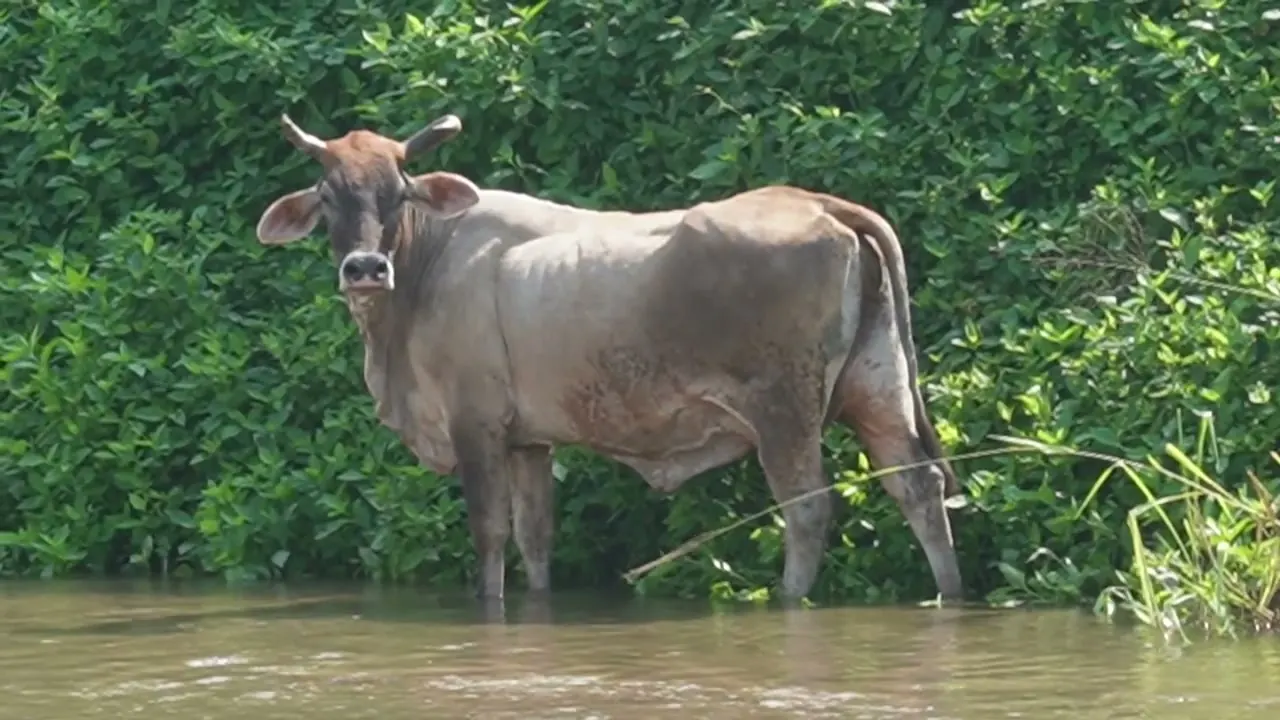 Ganado refrescándose en la orilla del río
